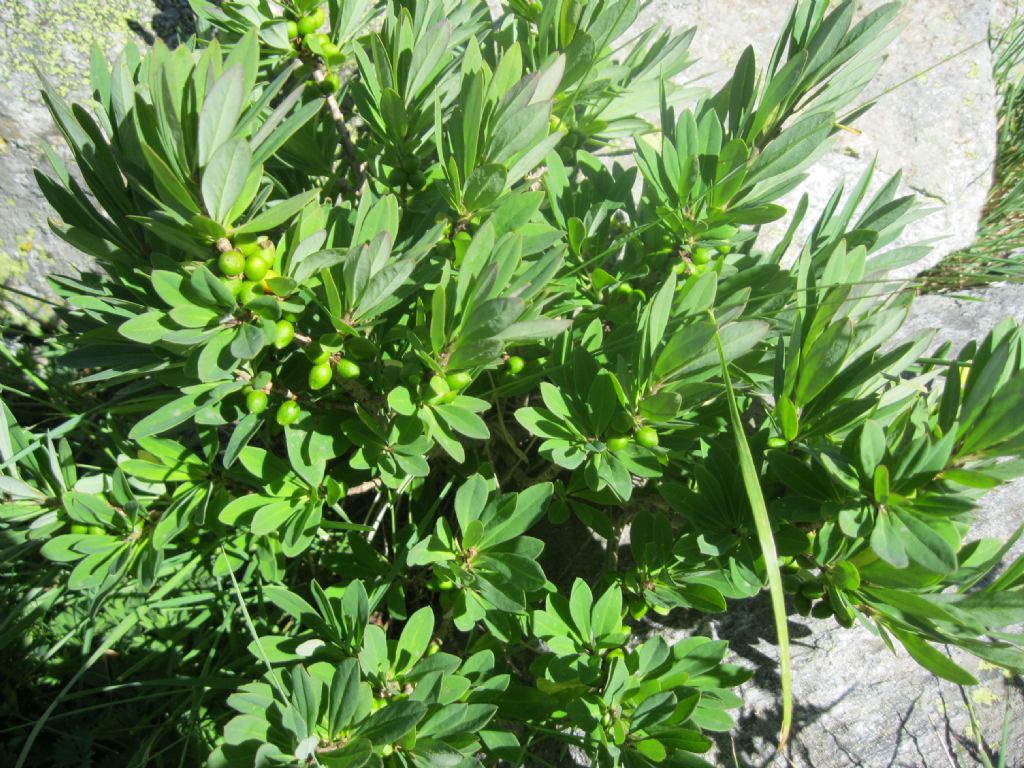 Daphne Mezereum e Lonicera Nigra